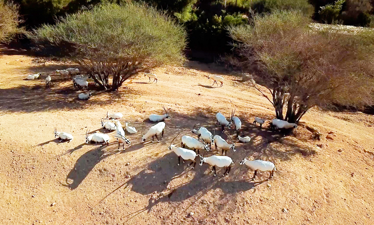 Al Ain Zoo 