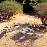 Al Ain Zoo Joins Global Network with WAZA Membership