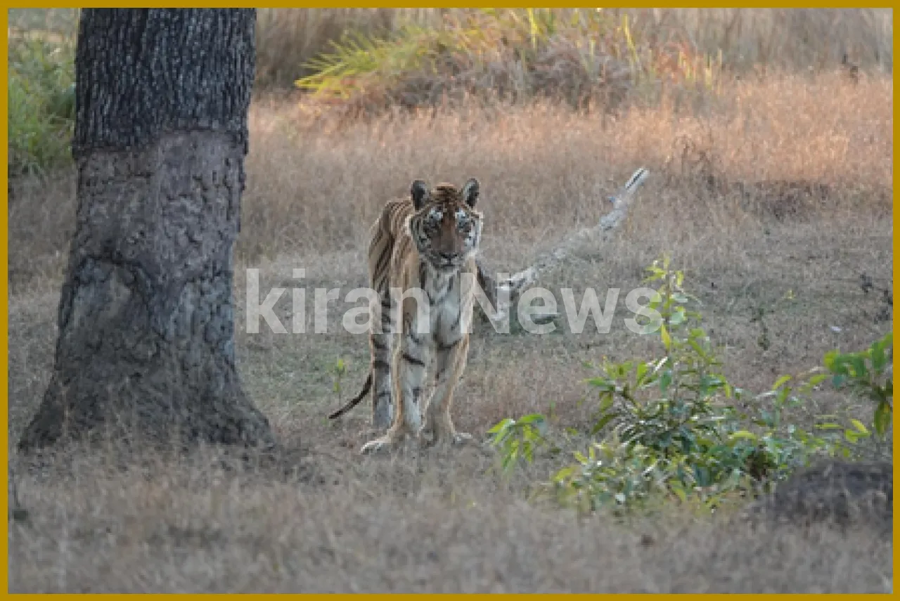 Legendary Lungdi Tigress PN-20 Passes Away in Madhya Pradesh
