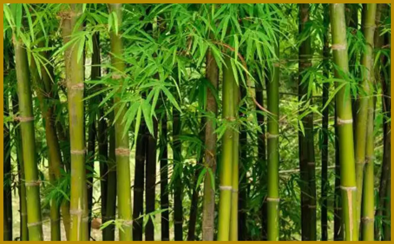 Bamboo Cultivation to Boost Farmers Income in Mewar