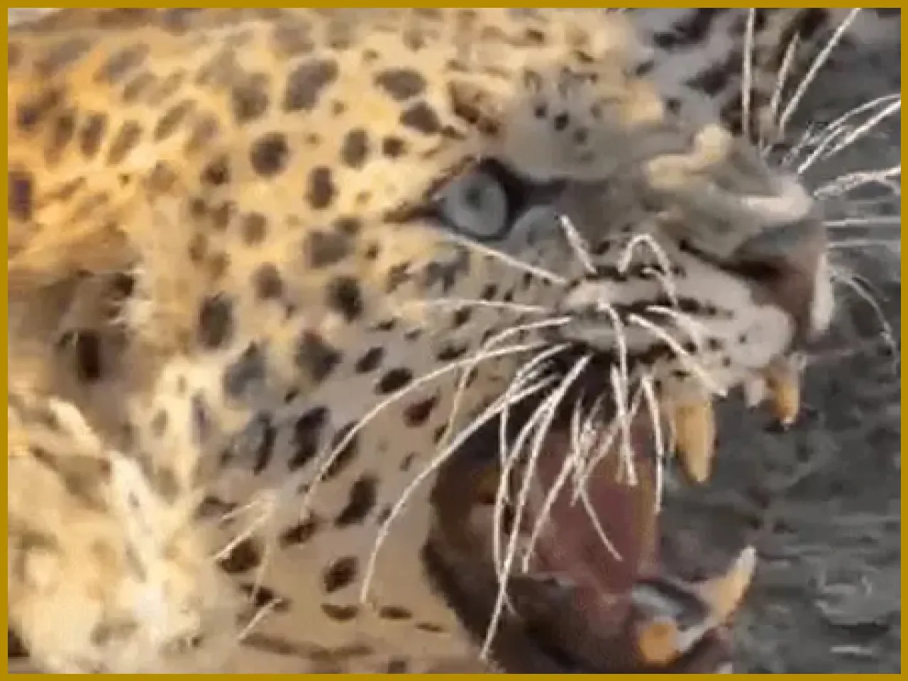 Leopard Rescued from 70-Foot Well in Udaipur