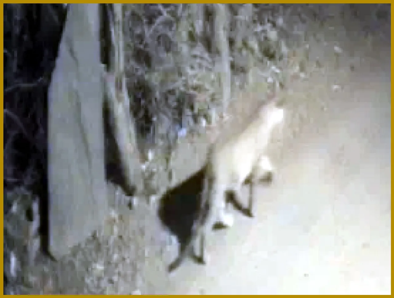 Leopard Sightings Cause Panic in Udaipurs Kurabad Area