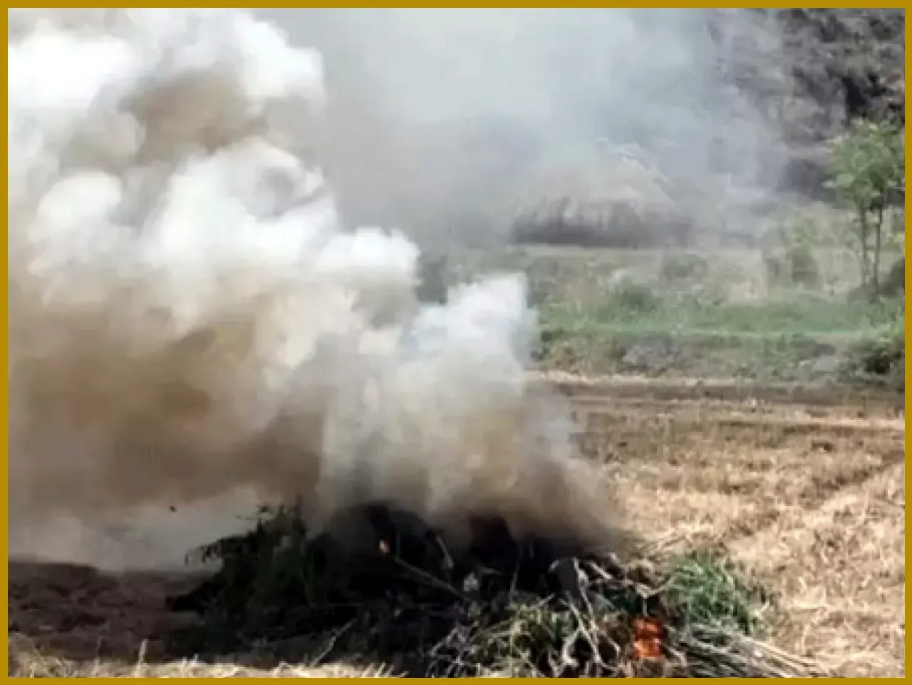 Major Drug Bust Near Five-Star Hotel Uncovers ₹10 Crore Cannabis Farm