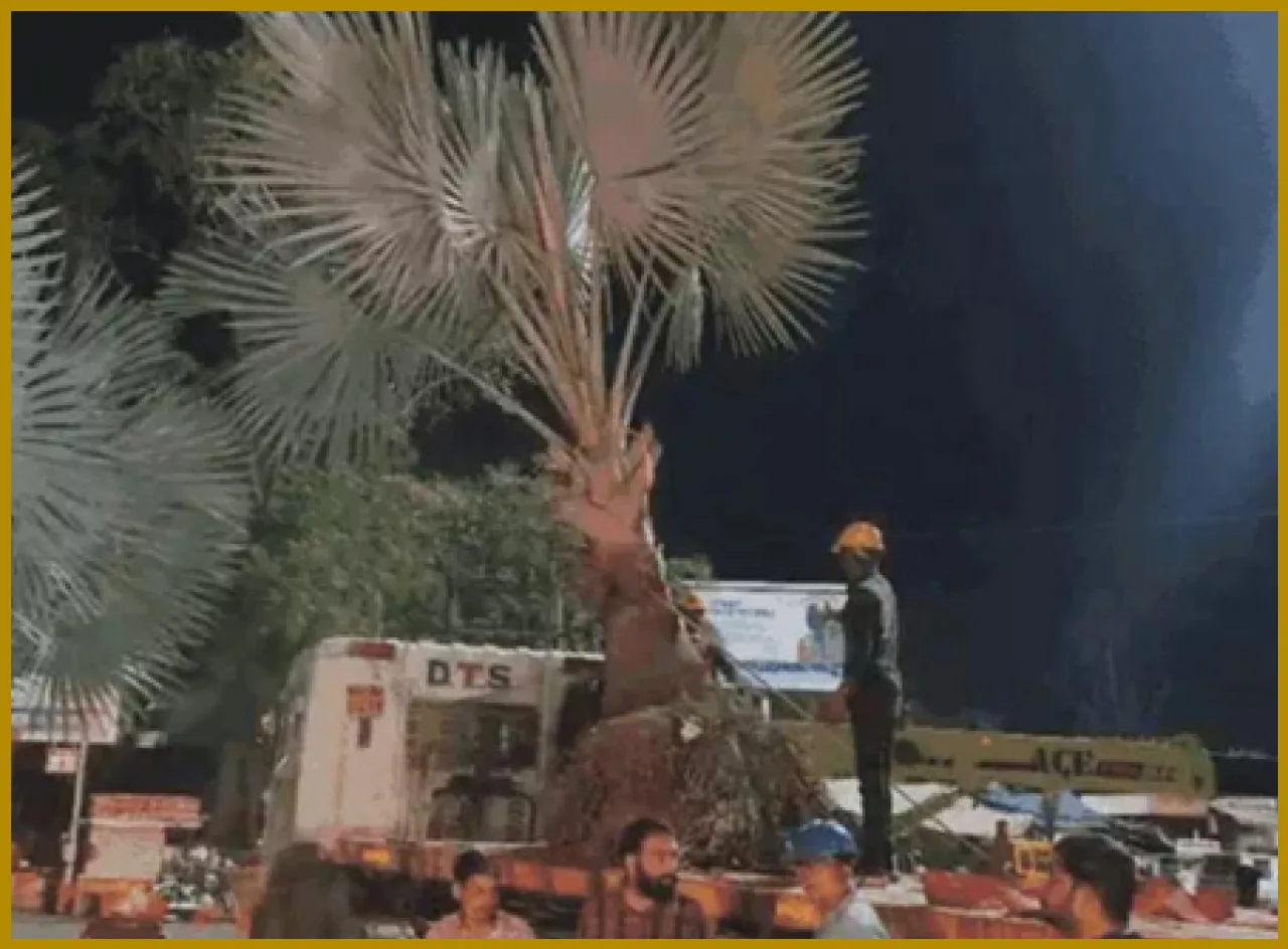 Udaipurs Unique Tree Relocation Saves 40 Trees